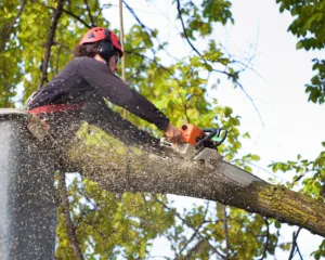 El Ayuntamiento de Tórtola inicia este martes las podas de los árboles municipales pendientes por las lluvias